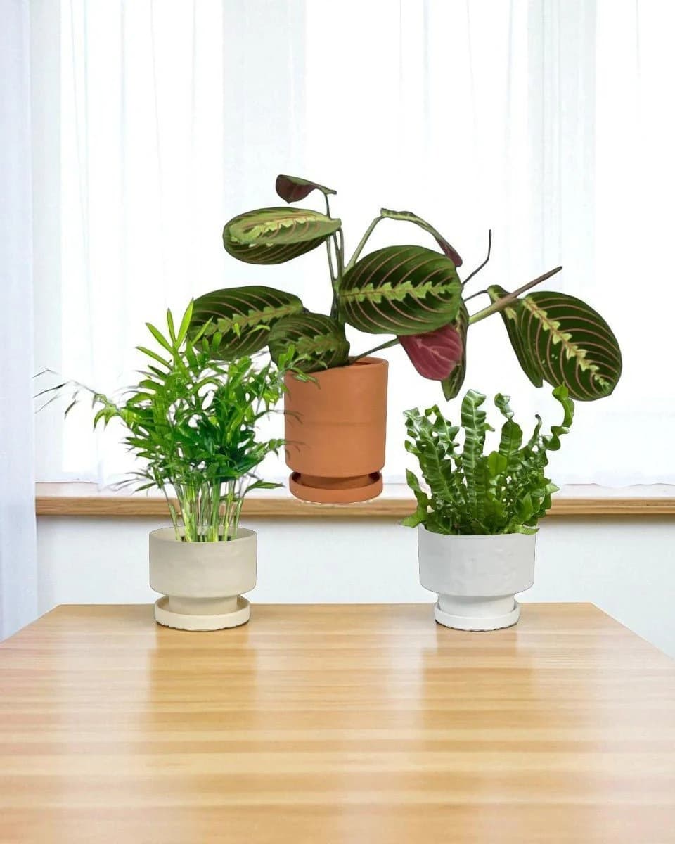 Plant collection specimen 9