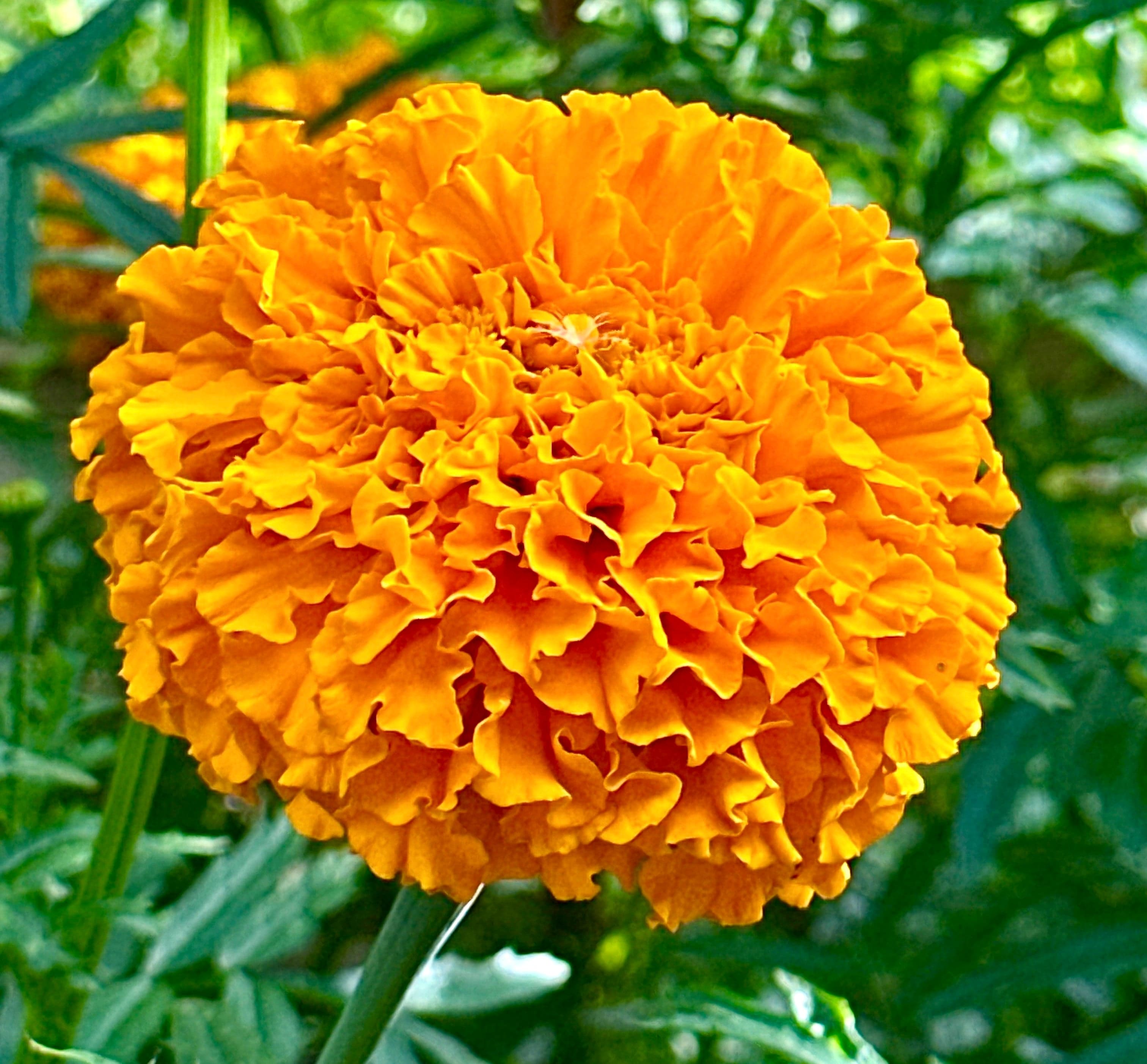 Getting your flowers ready for Tihar