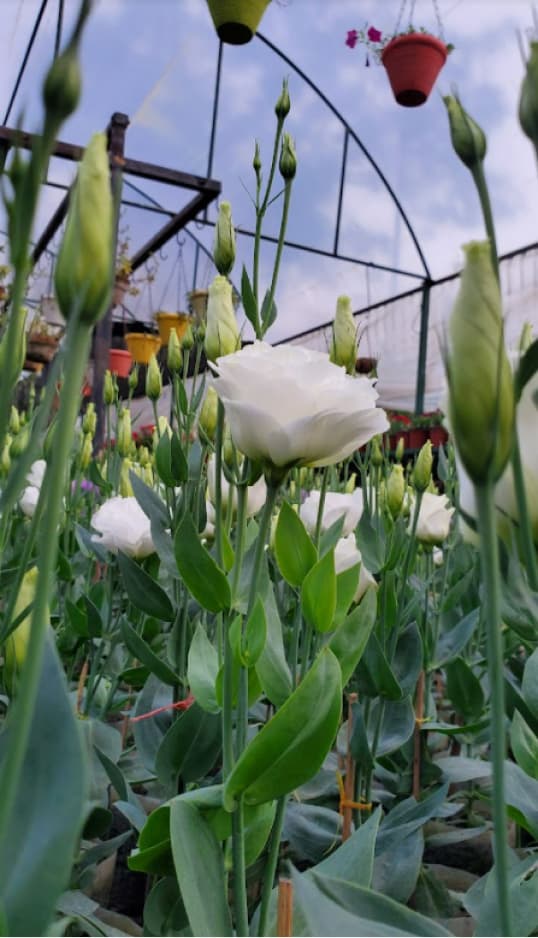 Lisianthus