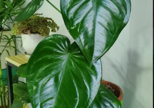Indoor plants